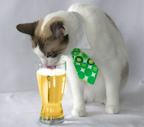 Cat-tie-st-patrick
