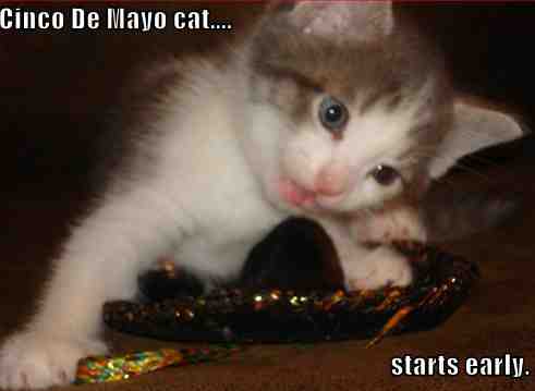 Cincodemayocat