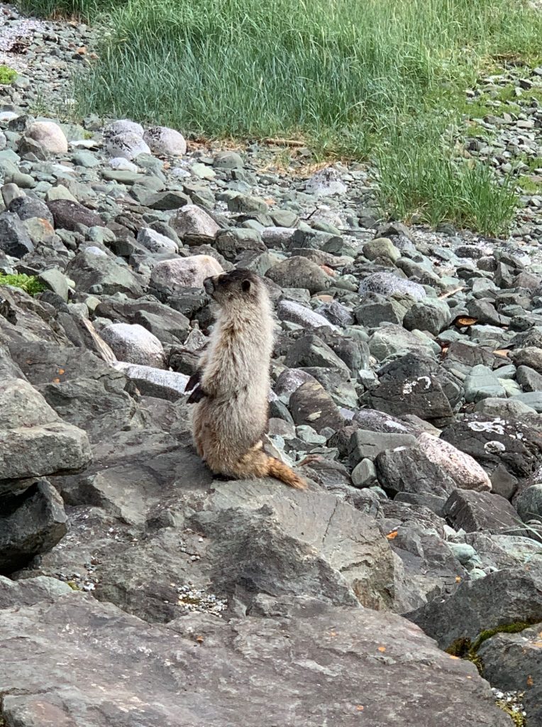 marmot in alaska