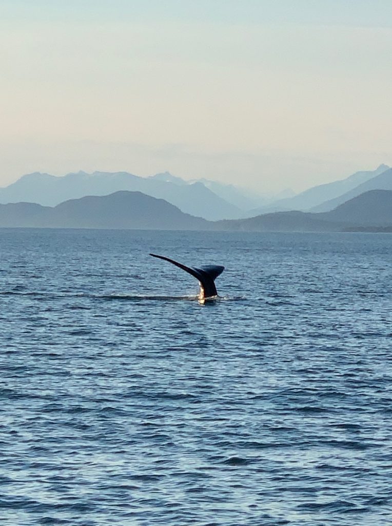 Whale Watching - Juneau Tours