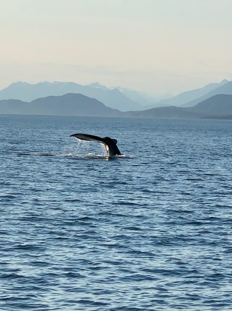 Whale Watching - Juneau Tours